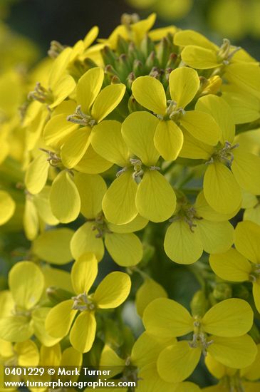 Pale Wallflower blossoms detail