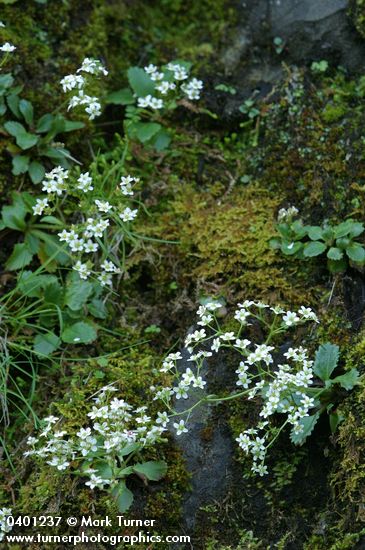 Western Saxifrage among mosses on rocky cliff
