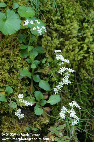 Western Saxifrage among mosses on rocky cliff