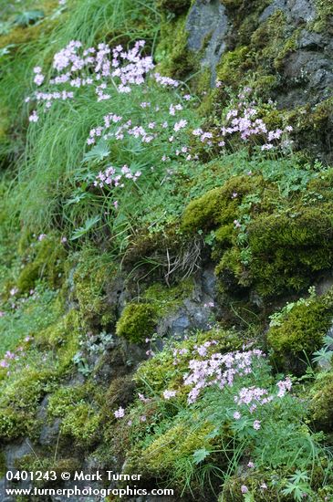 Small-flowered Prairie Star among mosses on rocky cliff