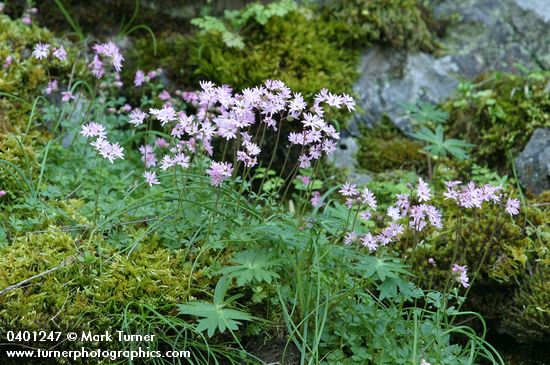 Small-flowered Prairie Star among mosses on rocky cliff