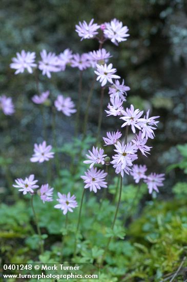 Small-flowered Prairie Stars