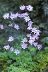 Small-flowered Prairie Stars