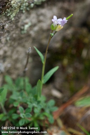 Little-leaf Rockcress