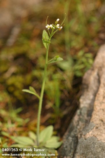 Hairy Rockcress