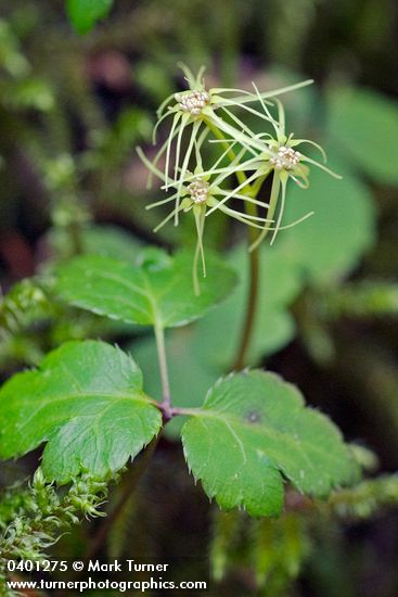 Cut-leaved Goldthread