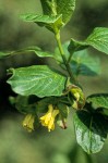 Black Twinberry blossoms & foliage