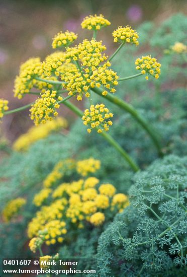 Gray's (Pungent) Desert Parsley blossoms & foliage detail