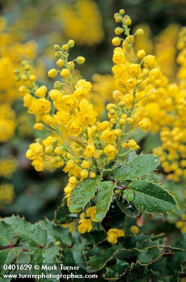 Shining Oregon Grape blossoms & foliage