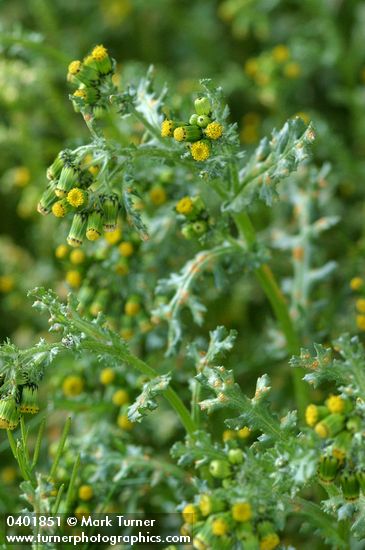 Common Butterweed blossoms & foliage