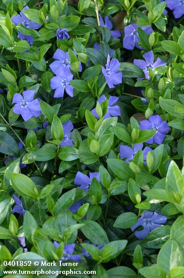 Common Periwinkle