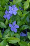 Common Periwinkle blossoms & foliage detail