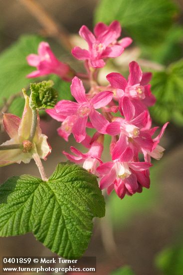 Red-flowering Currant blossoms & foliage detail