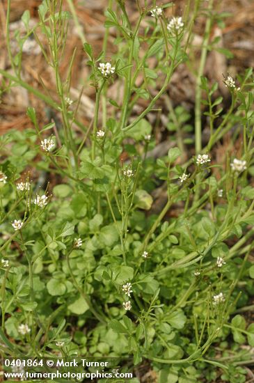 Hairy Bittercress