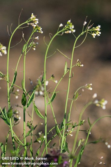 Thale Cress blossoms & stems