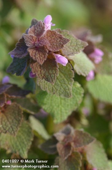 Red Henbit blossoms & foliage detail