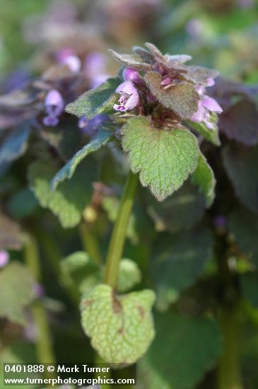 Red Henbit blossoms & foliage detail