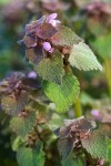 Red Henbit blossoms & foliage detail