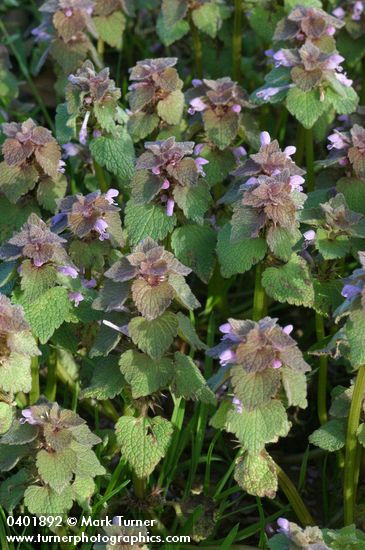 Red Henbit
