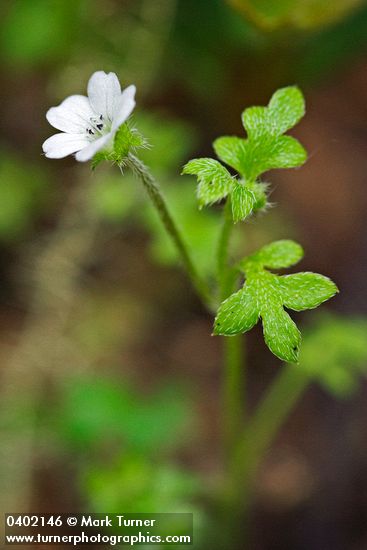 Meadow Nemophila blossom & foliage detail