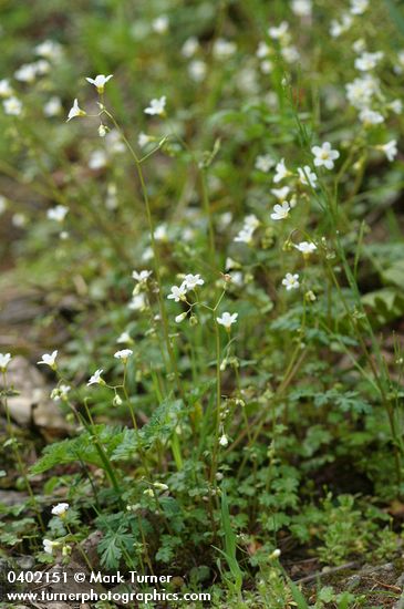 Suksdorf's Romanzoffia