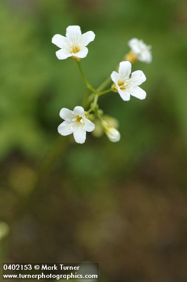 Suksdorf's Romanzoffia blossoms detail