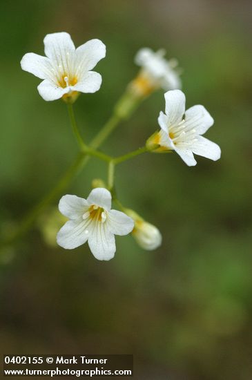 Suksdorf's Romanzoffia blossoms detail