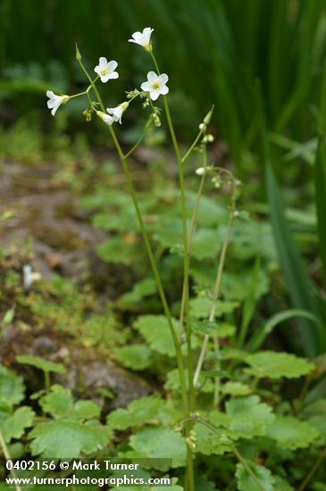 Suksdorf's Romanzoffia