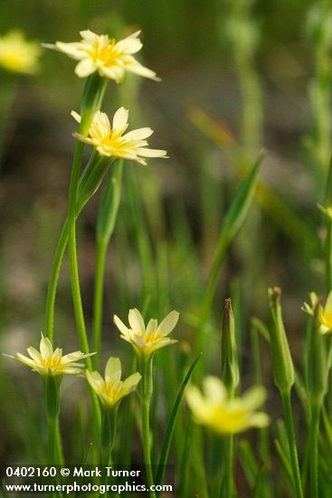 Lindley's Annual Microseris blossoms