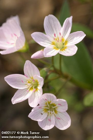 Western Spring Beauty blossoms detail