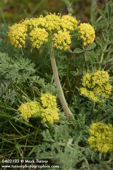 Large-fruited Biscuitroot (yellow form)