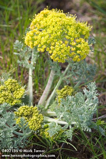 Large-fruited Biscuitroot (yellow form)