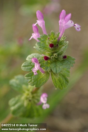 Clasping Henbit blossoms & foliage