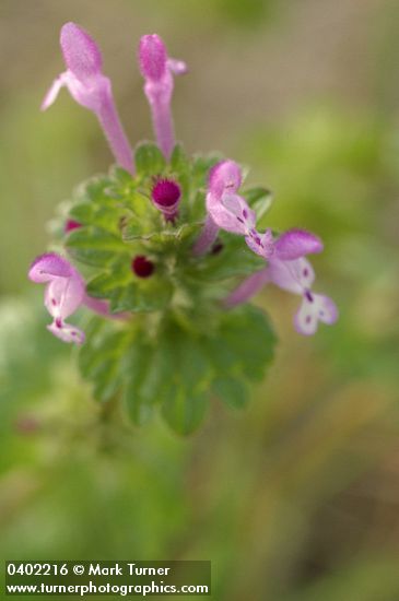 Clasping Henbit blossoms & foliage