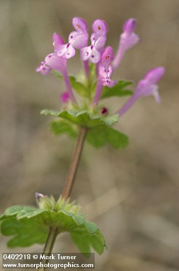Clasping Henbit blossoms & foliage