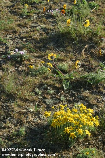 Lithosol community w/ Rosy Balsamroot, Narrowleaf Goldenweed, Bluebunch Wheatgrass, Woolly-pod Milk-vetch