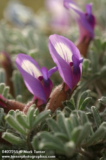 Woolly-pod Milk-vetch blossoms & foliage detail