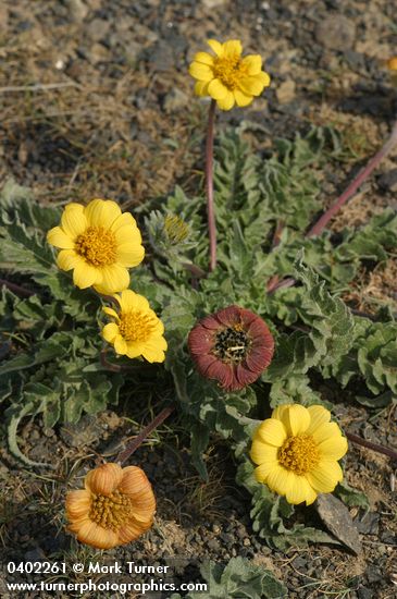 Rosy Balsamroot