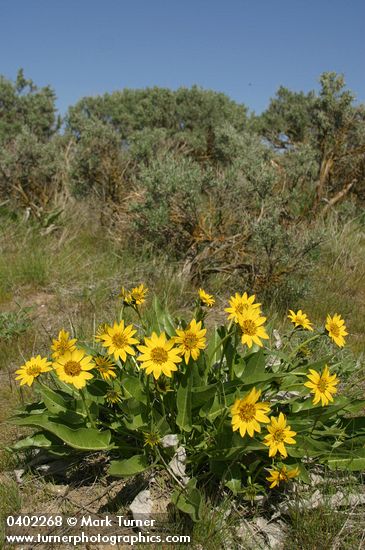 Carey's Balsamroot among Sagebrush under blue sky