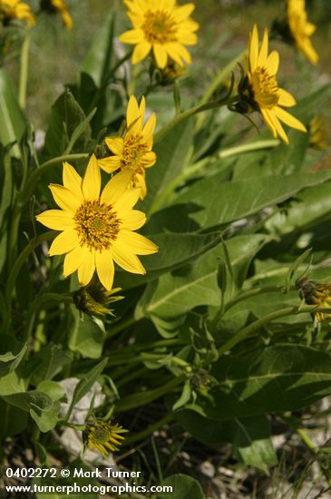 Carey's Balsamroot blossoms & foliage