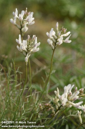 Basalt Milk-vetch blossoms & foliage