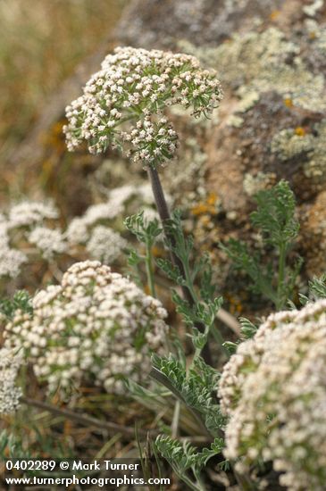 Large-fruited Biscuitroot (white form)