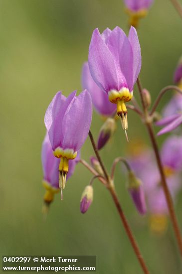 Sticky Shooting Star blossoms detail