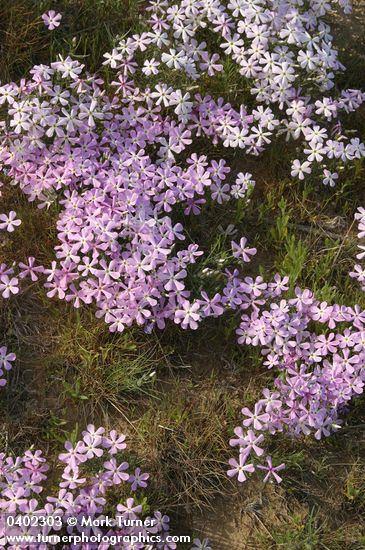 Long-leaf Phlox
