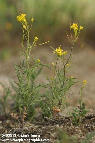 Western Tansy Mustard