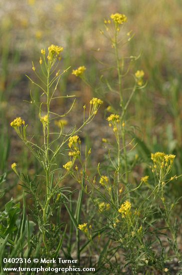Western Tansy Mustard