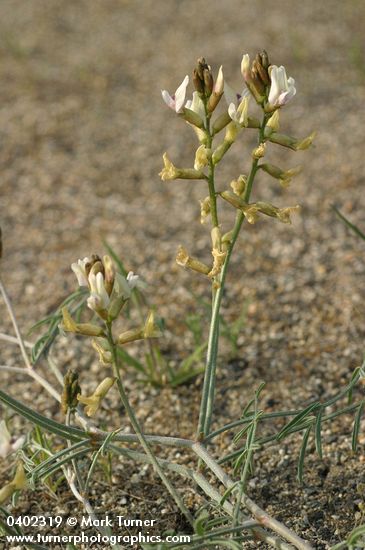 Curved-pod Milkvetch