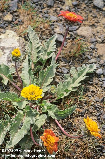 Rosy Balsamroot