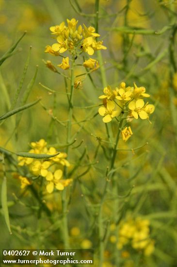 Field Mustard blossoms & immature seeds