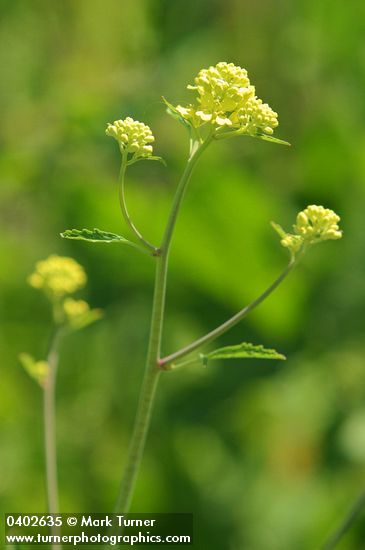 Black Mustard flower buds & blossoms detail